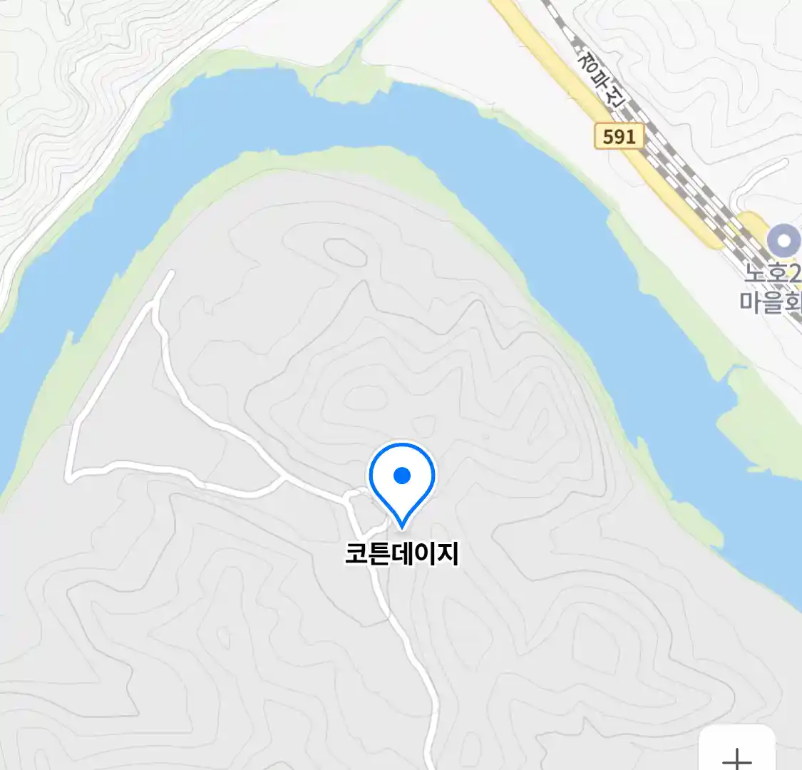 코튼데이지